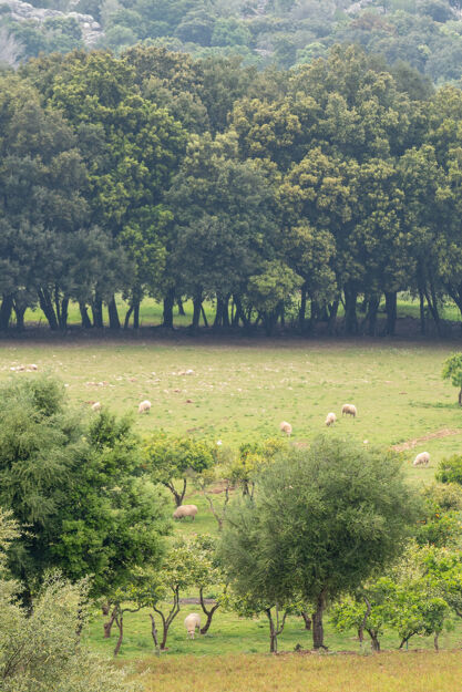 Villa Finca Magnifica